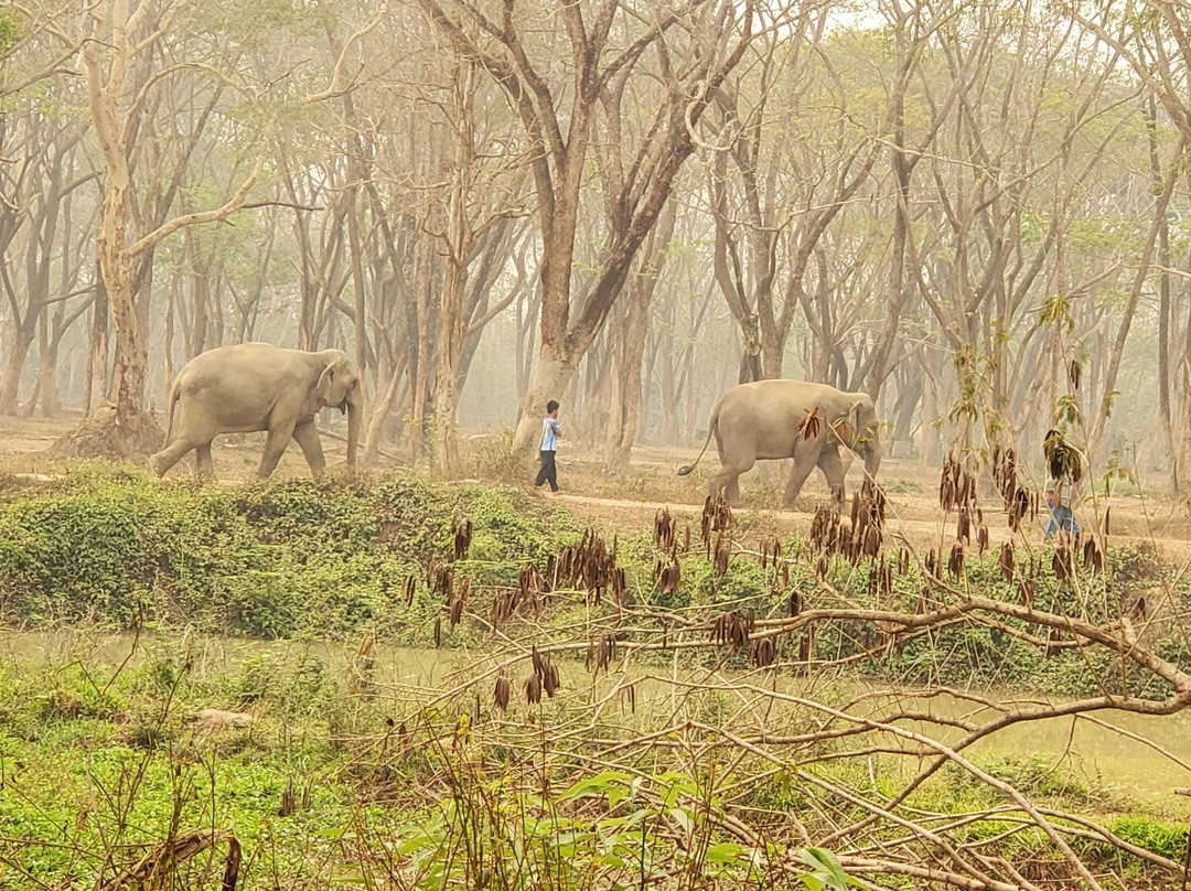 Elephant Valley Thailand-清莱必去景点