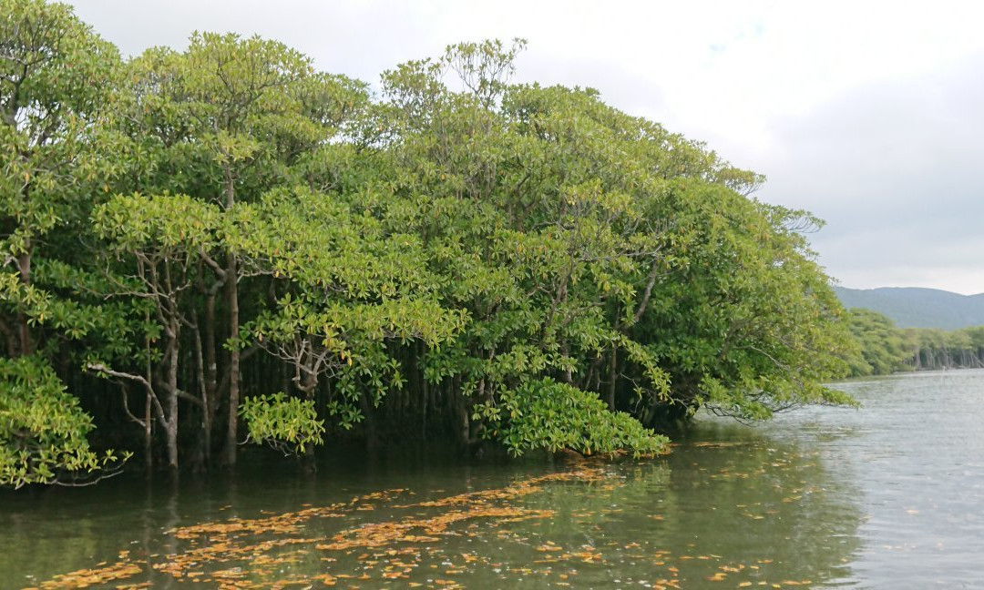 Nakama-river Protected Region景点图片