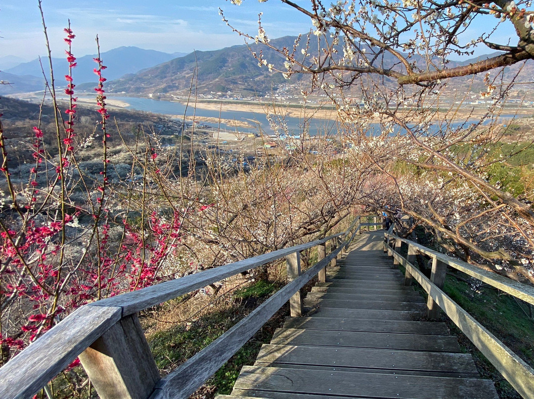 Gwangyang Maehwa Village-光阳市必去景点