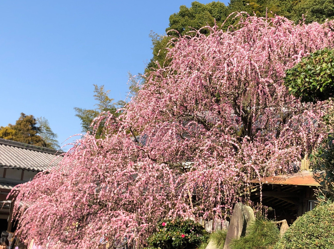 Yagi no Shidareume-南淡路市必去景点