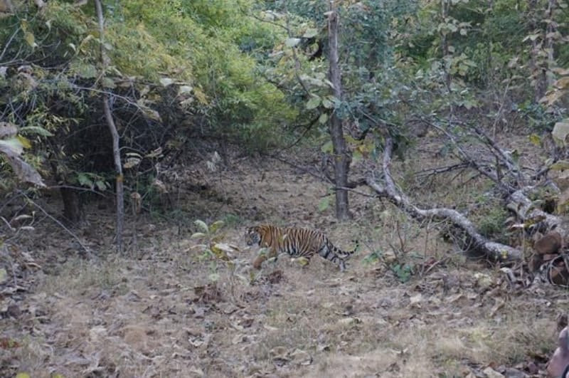 Panna National Park Safari景点图片