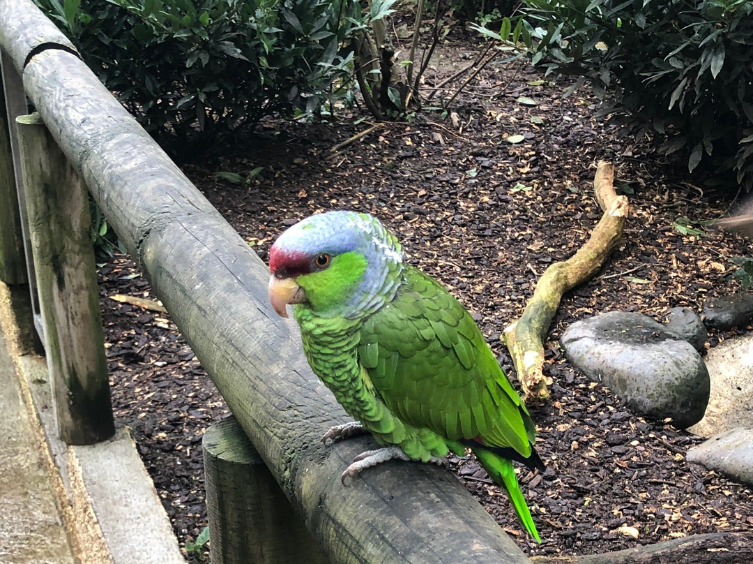 Zoo d'asson景点图片