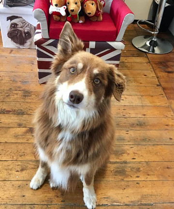 Paws On Sofas-Haworth必去景点