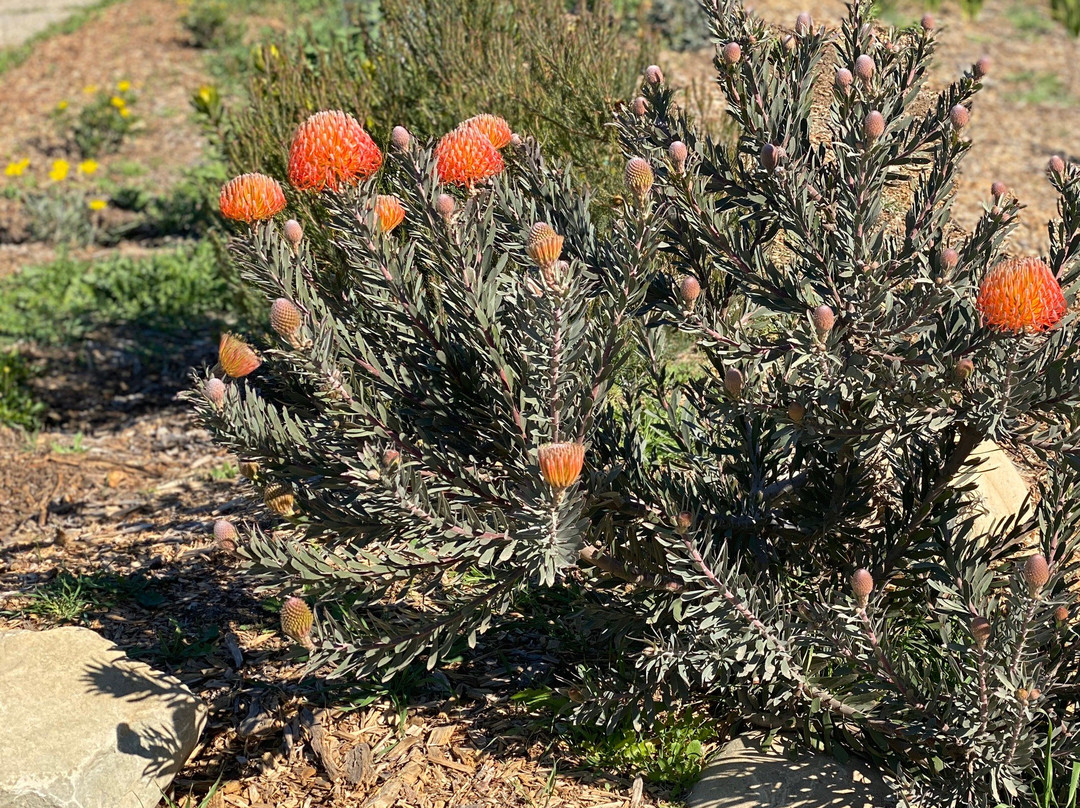 Ventura Botanical Gardens景点图片