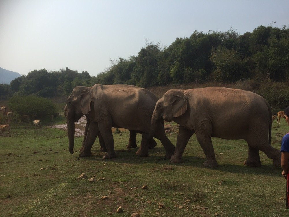 Vang Vieng Elephant Sanctuary-旺阳必去景点