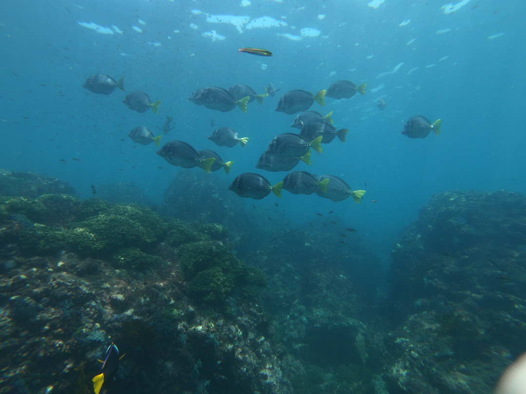 Native Diving-Puerto Lopez必去景点