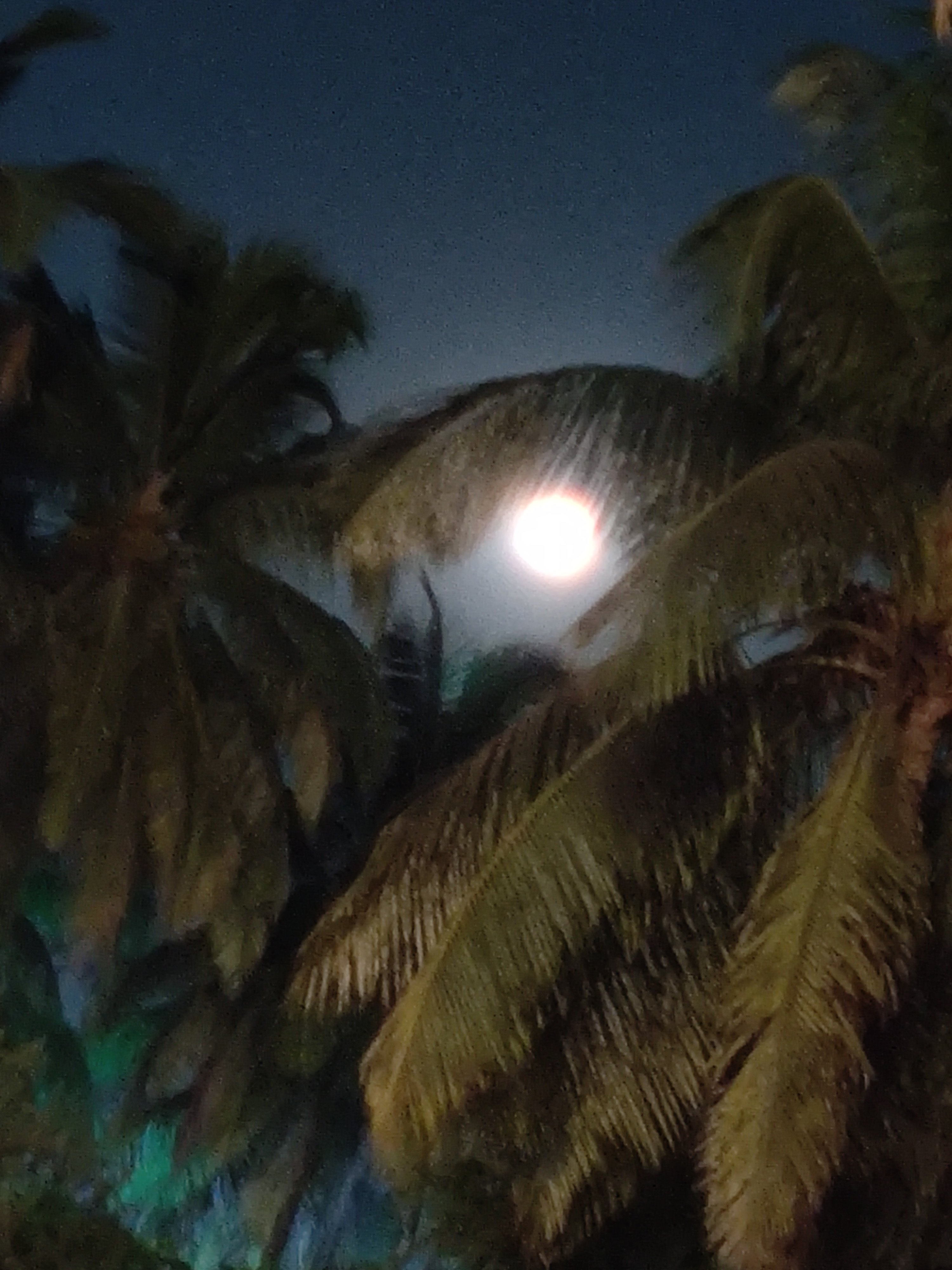 Club Mahindra Acacia Palms-泳池