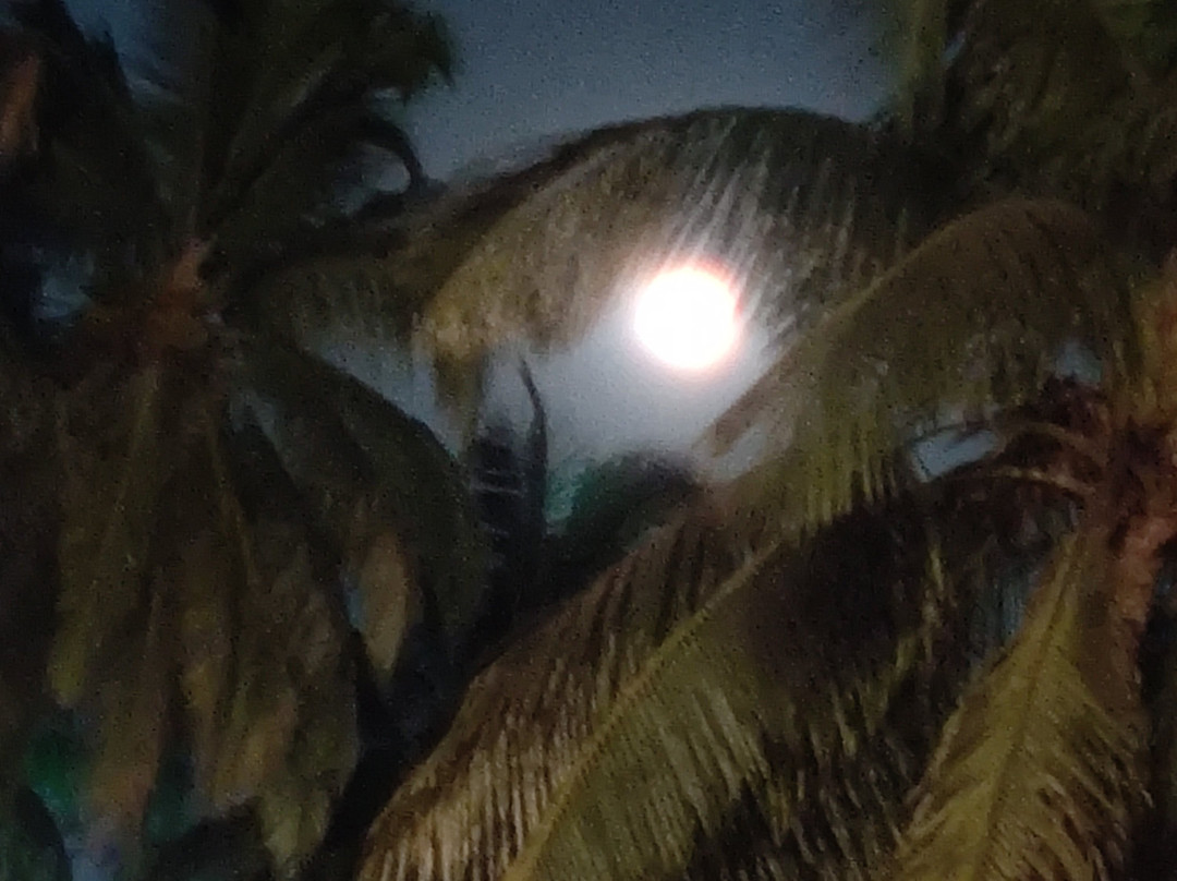 Club Mahindra Acacia Palms主图