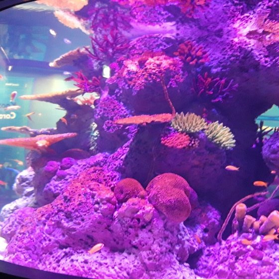 Golden Hall Mall-Chalandri必去景点