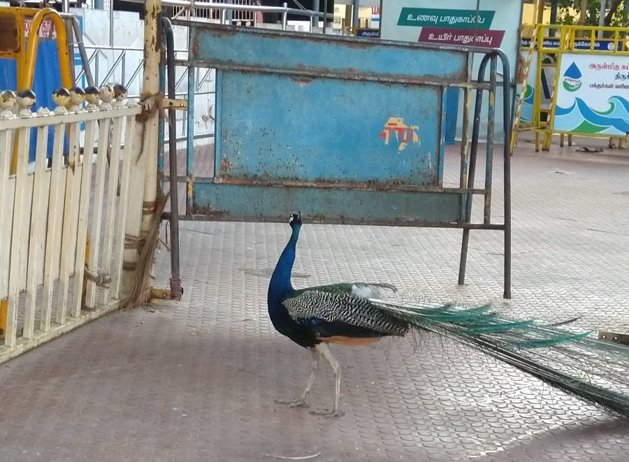 Thiruchendur Murugan Temple景点图片