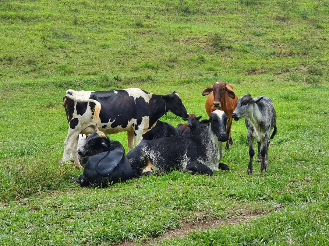 Pousada Fazenda Rio das Pedras主图