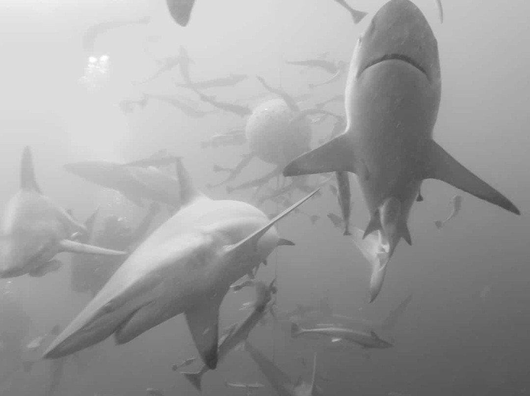 Oceans Africa Tours - Day Tours-Lakeside必去景点