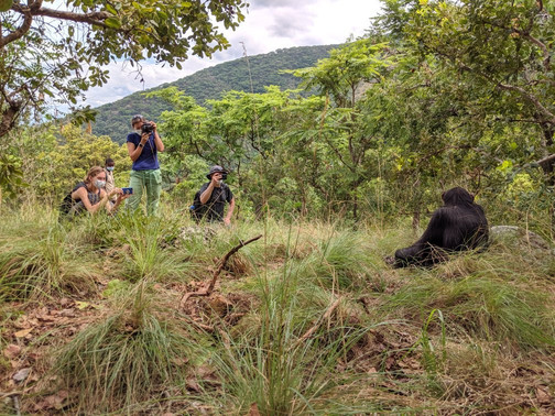 Gombe Stream National Park-Gombe National Park必去景点