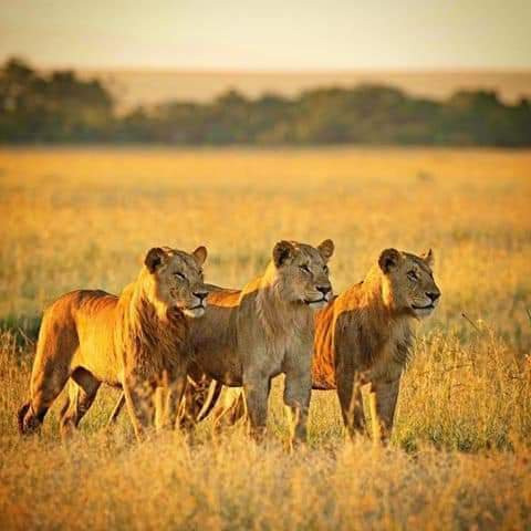 Benson Kungu  Jungleman-内罗毕必去景点