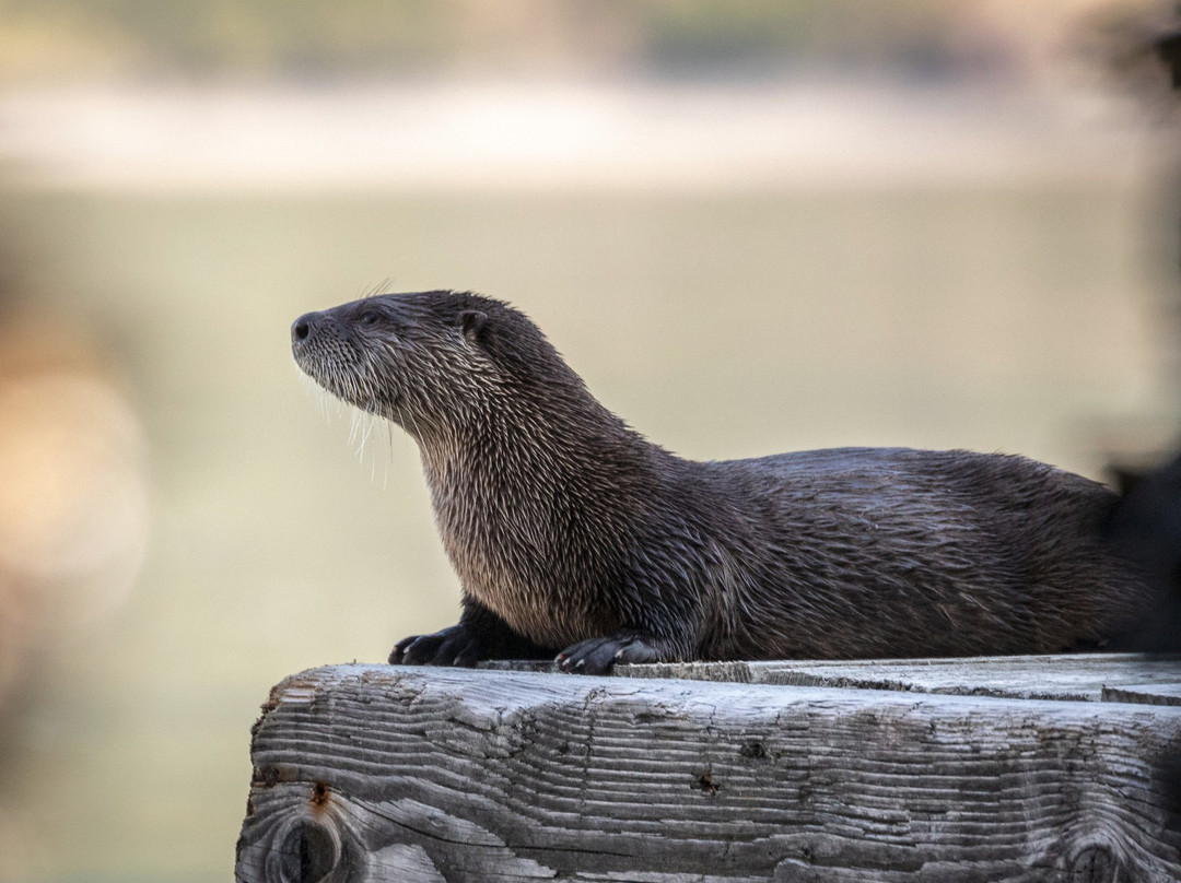 Kodiak National Wildlife Refuge旅游攻略图片