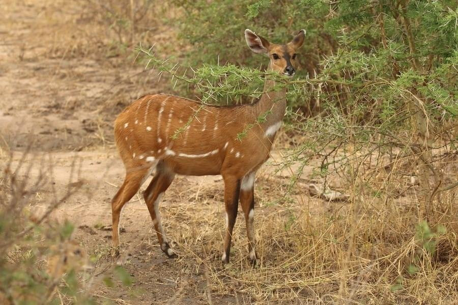 Boris P Safaris and Tours-李文斯顿必去景点