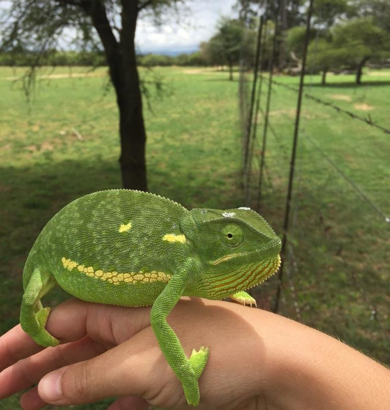 Die Boer & Die Belg主图