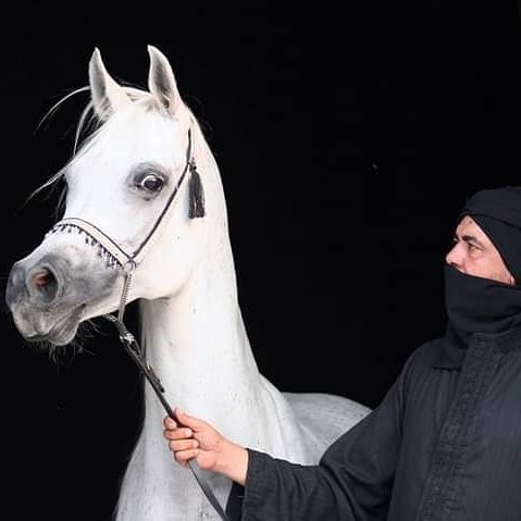 Fb Stables-吉萨必去景点