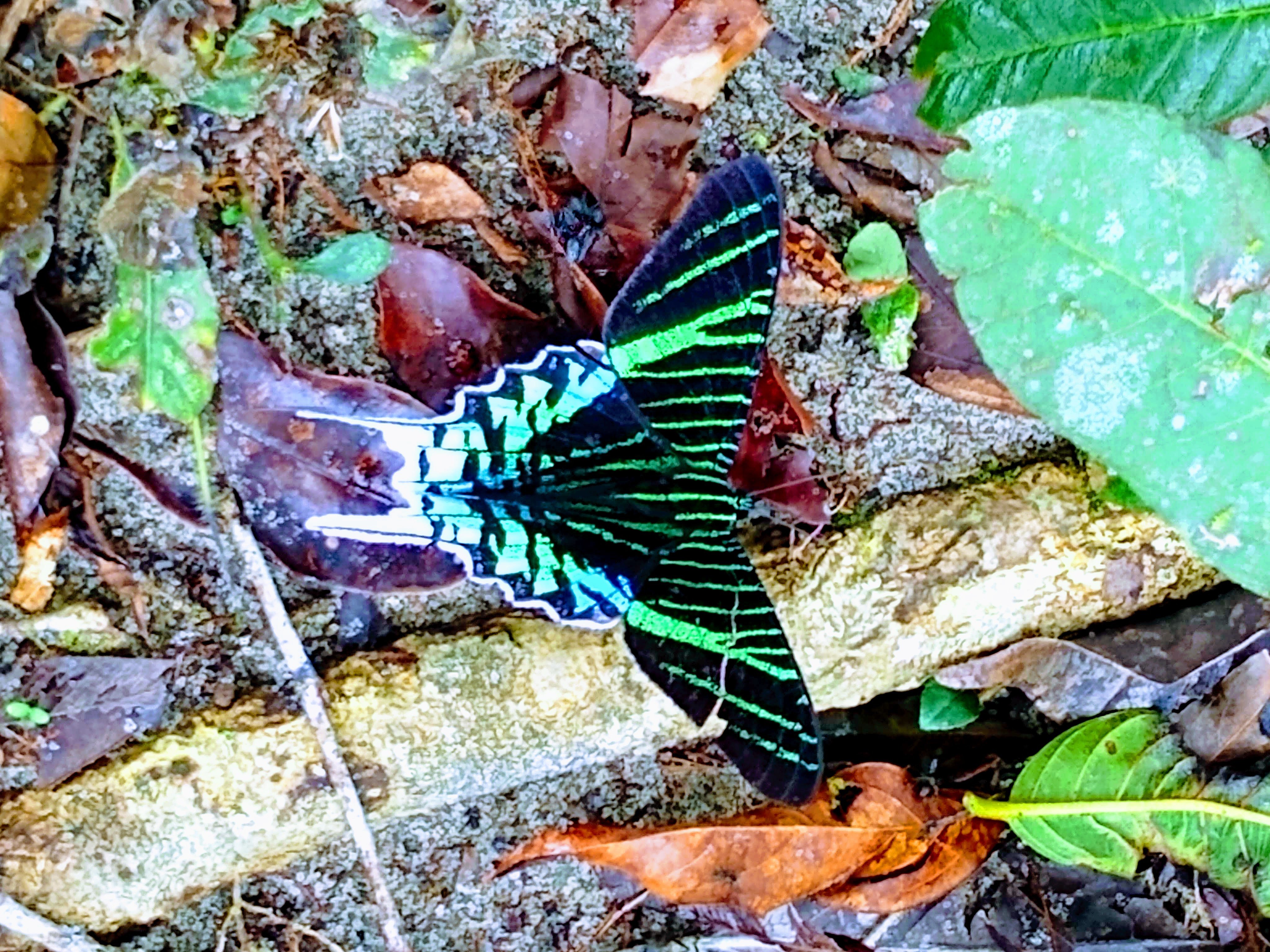 Playa Selva Lodge-泳池