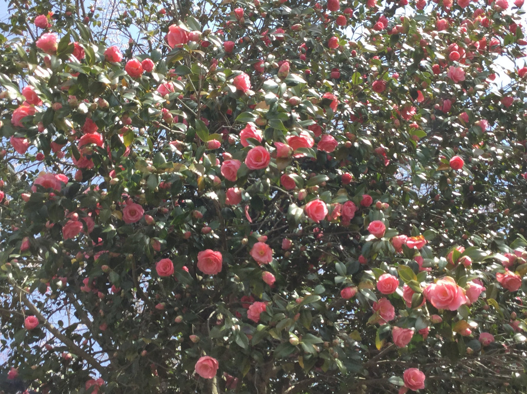 Hagurosan Park-大崎市必去景点