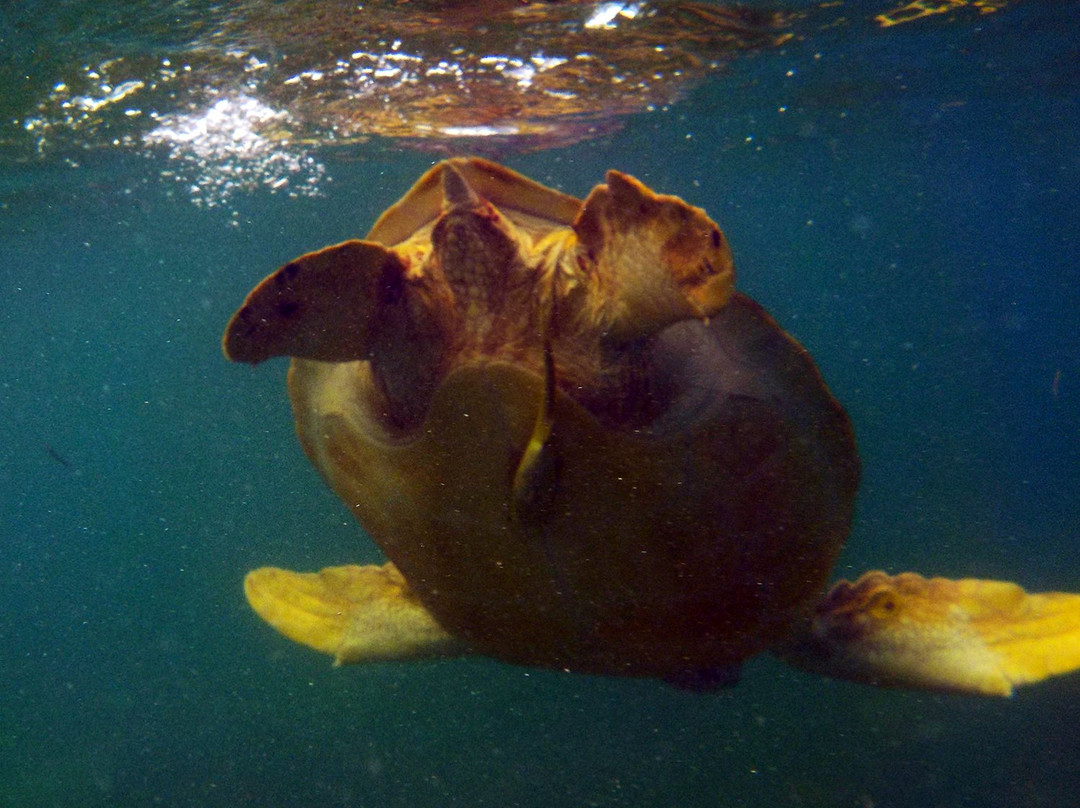 Centro Ecologico Akumal-艾库玛尔必去景点