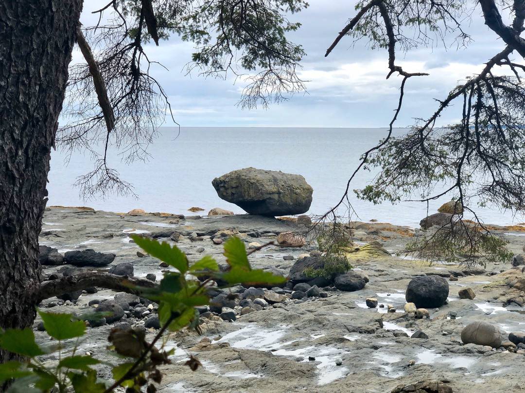 Jags Beanstalk主图