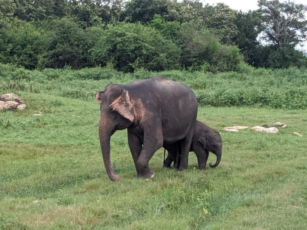 Minneriya National Park Elephant Watching Jeep Safari-哈巴拉娜必去景点