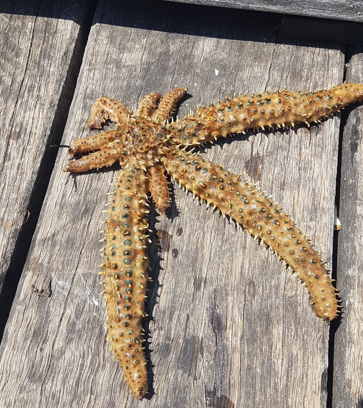 Mornington Pier-莫宁顿必去景点