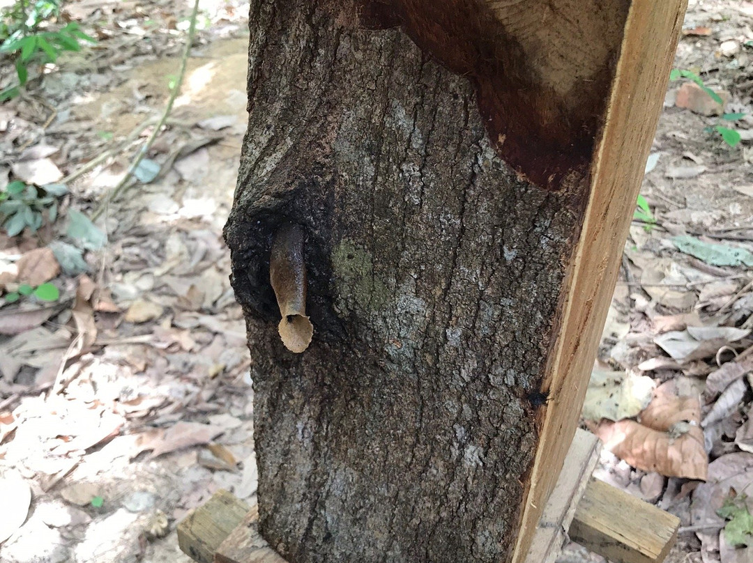 Gombizau Honey Bee Farm-古达必去景点