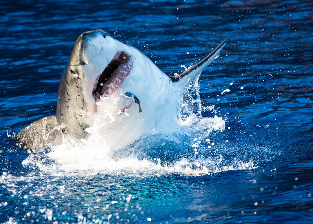 Islander Charters Inc-圣地亚哥必去景点