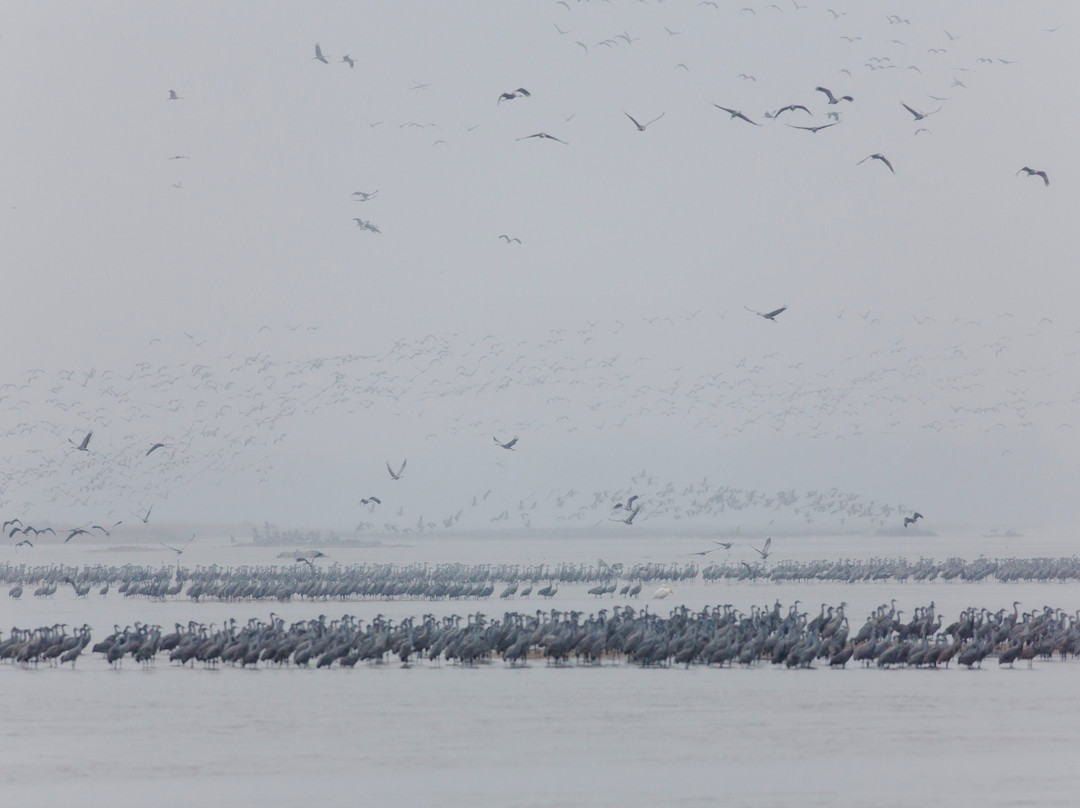 Audubon's Rowe Sanctuary-Gibbon必去景点