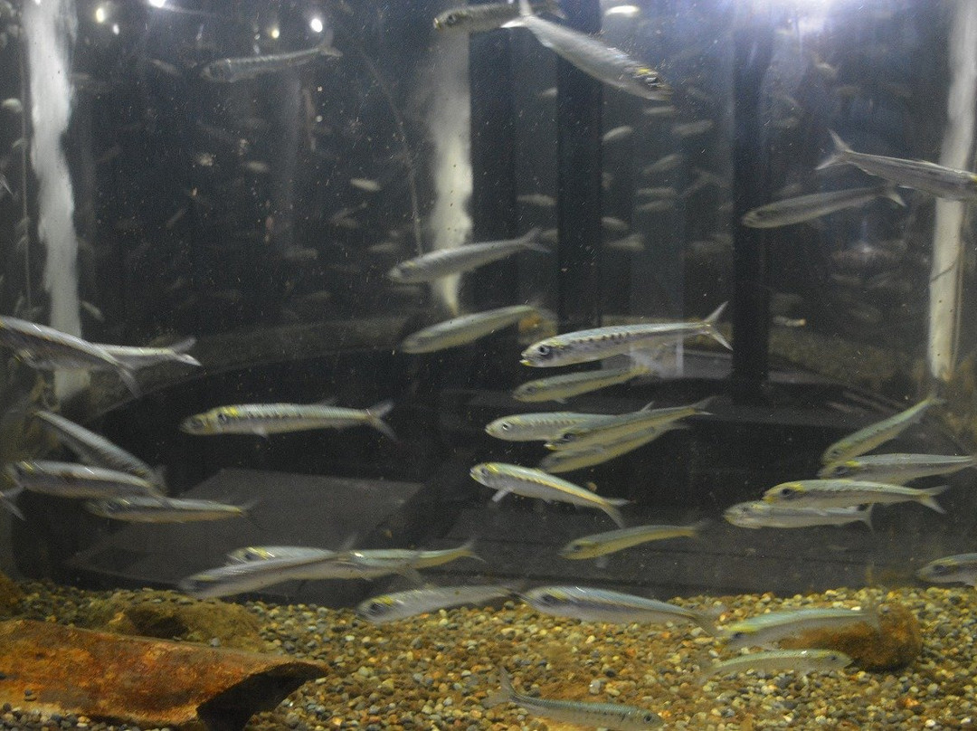 Puku Puku Aquarium Honten-钏路町必去景点