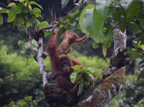 Sumatran Adventure-武吉拉旺必去景点