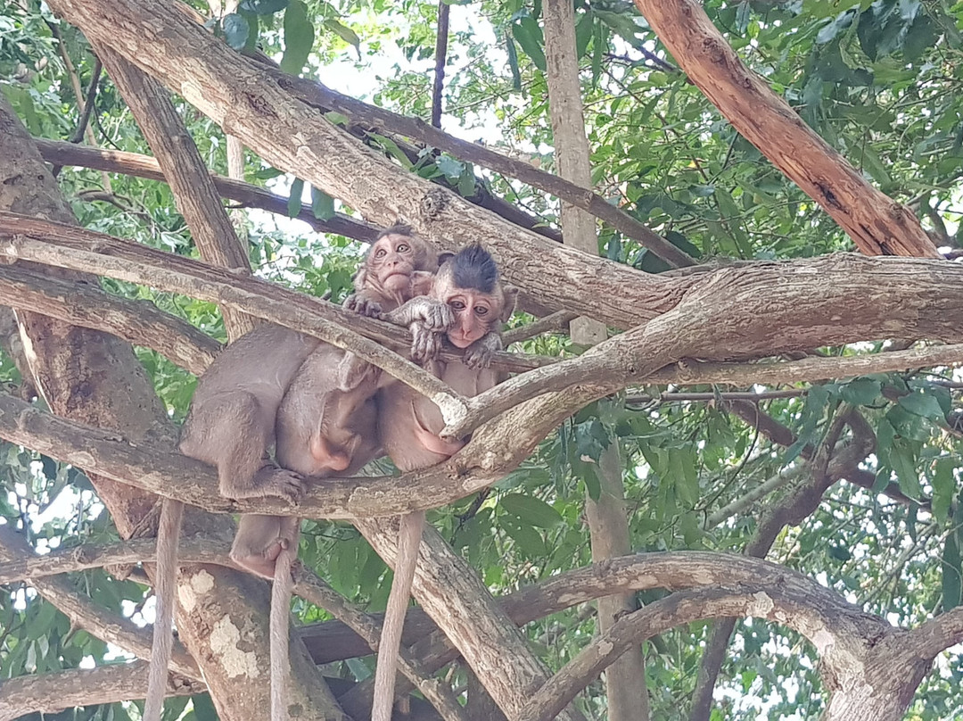 Angkor Driver Online-暹粒必去景点