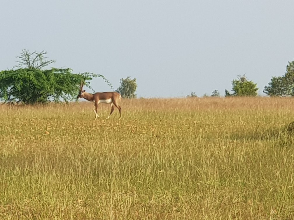 Jayamangali Blackbuck Reserve景点图片