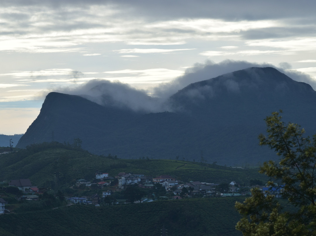 Oak Ray Summer Hill Breeze主图