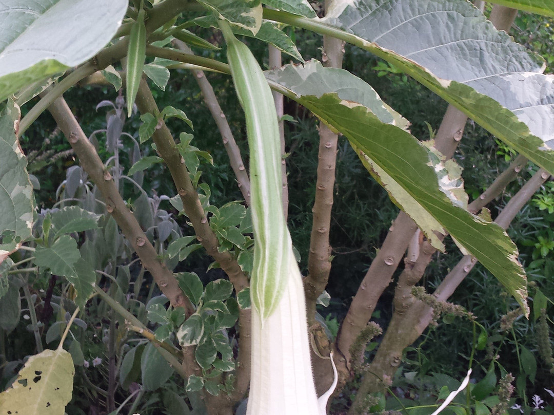 Camifolia Garden-Chemille必去景点