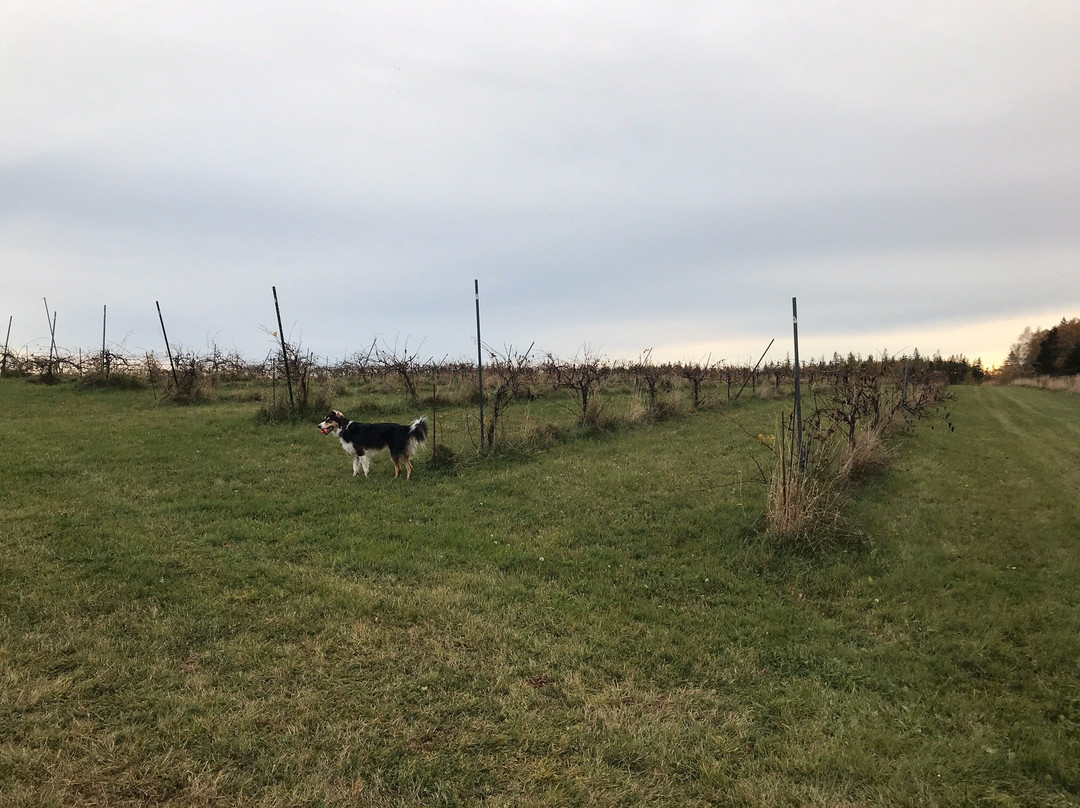 Winegarden Estate-Baie Verte必去景点