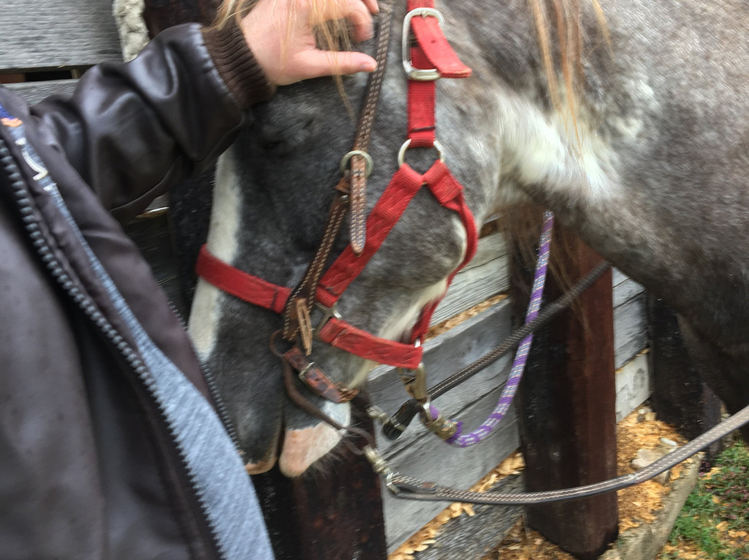 Bar Fifty Guest Ranch主图