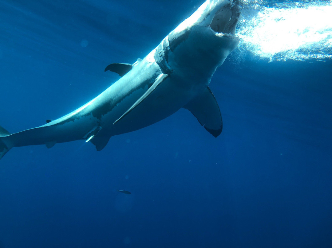 Islander Charters Inc-圣地亚哥必去景点