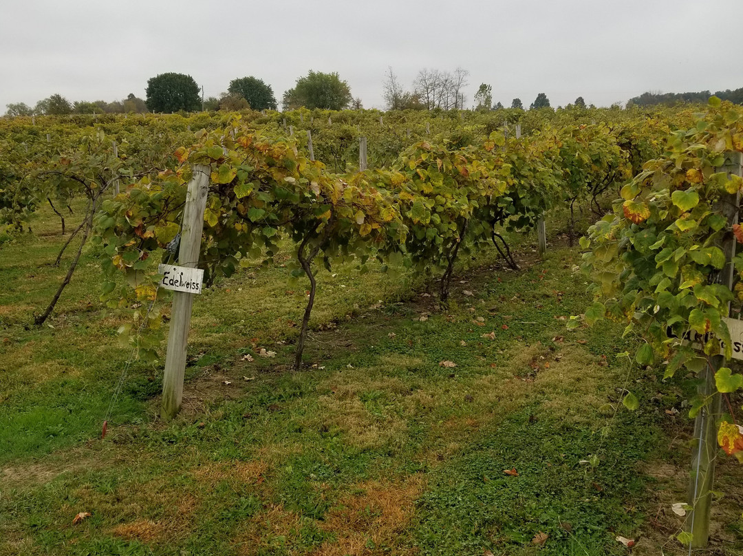 Upper Sandusky旅游景点-White Shutter Winery