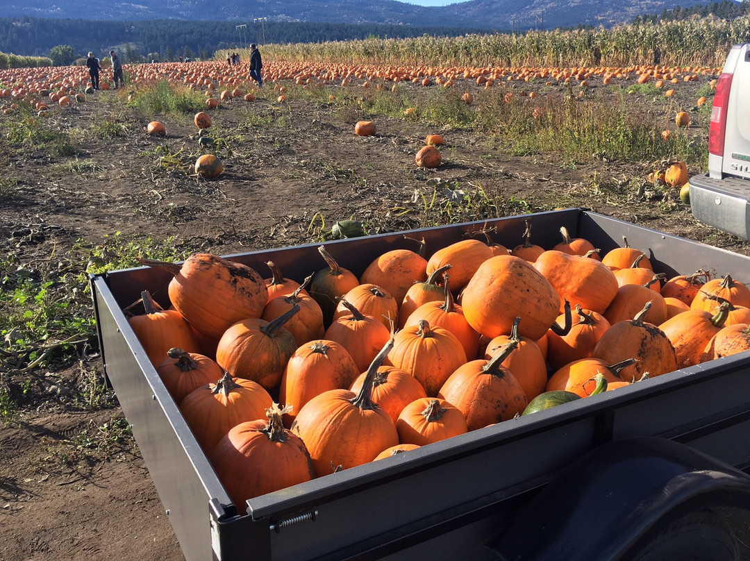 The Pumpkin Patch景点图片