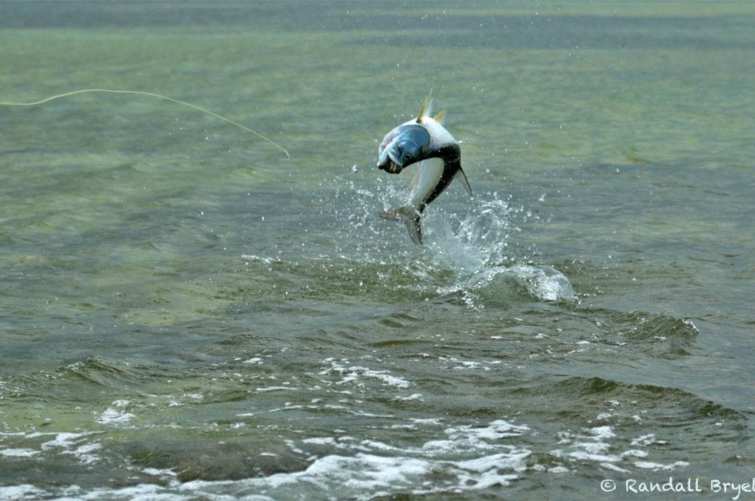 Fly Fish Isla Blanca