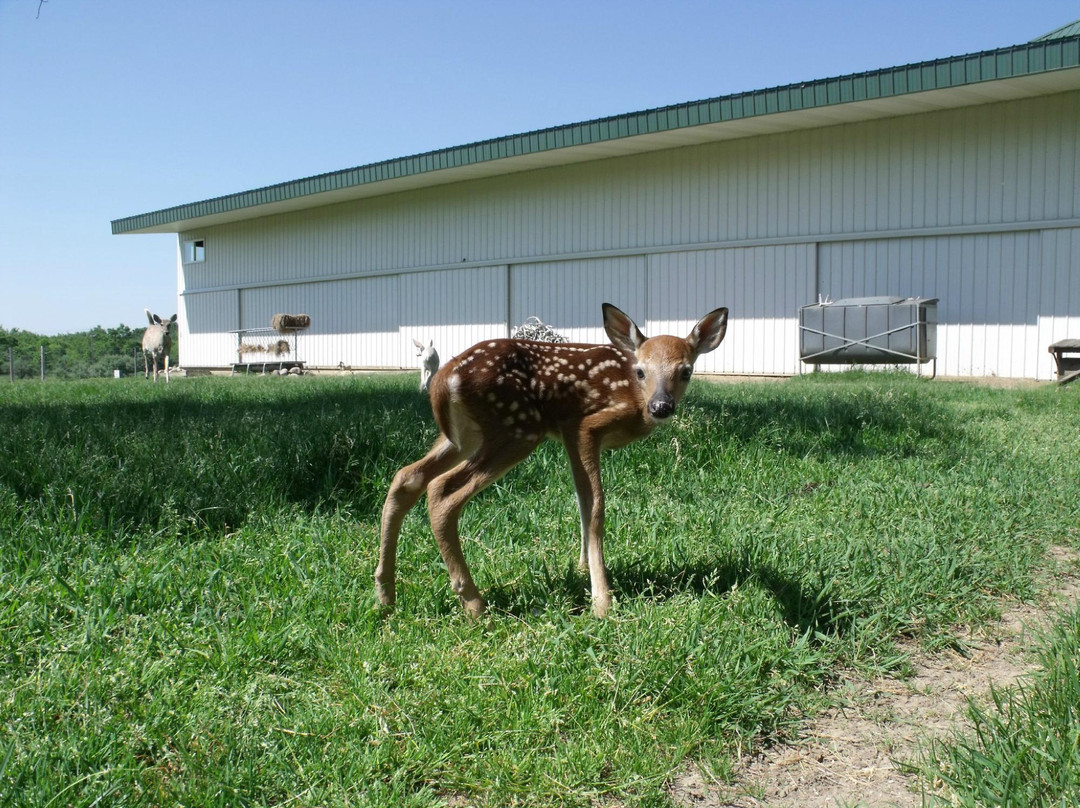 Michigan Whitetail Hall of Fame Museum景点图片