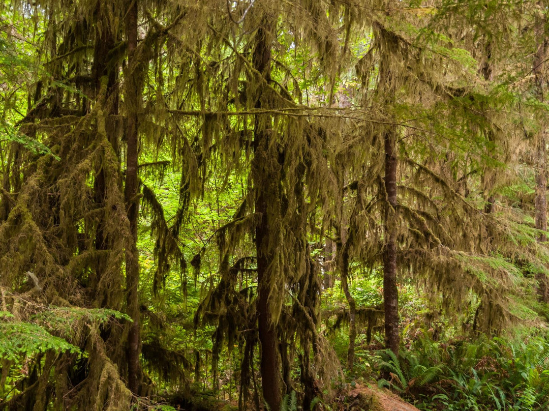 Quinault Rain Forest景点图片