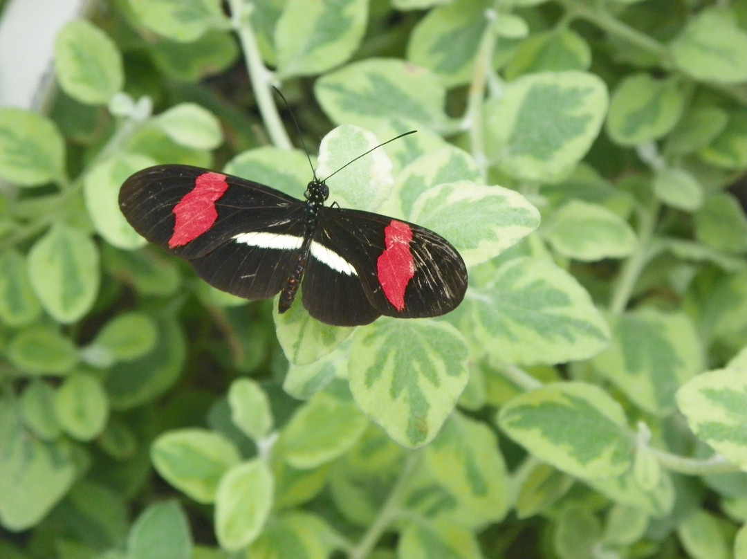 Wings of Mackinac Butterfly Conservatory景点图片