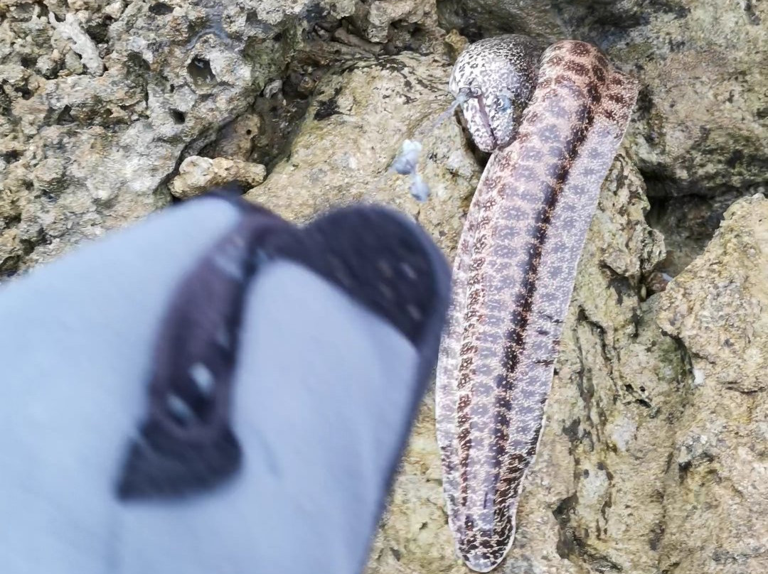 Komaia Tours & Transfers-纳迪市必去景点