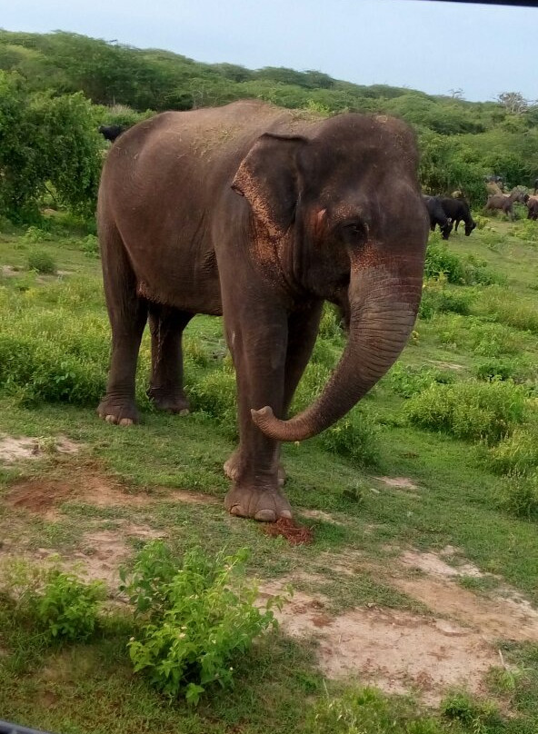 Kamal Safari Bundala Park-Hambantota必去景点