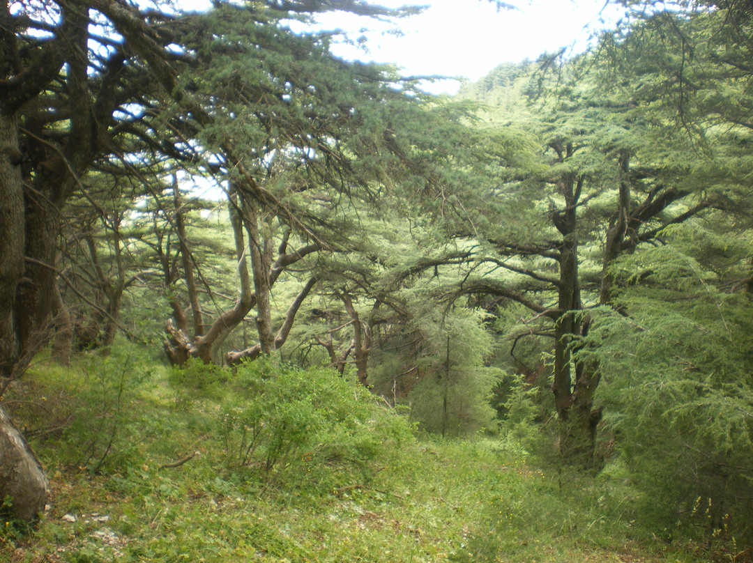 Shouf Cedars Reserve景点图片