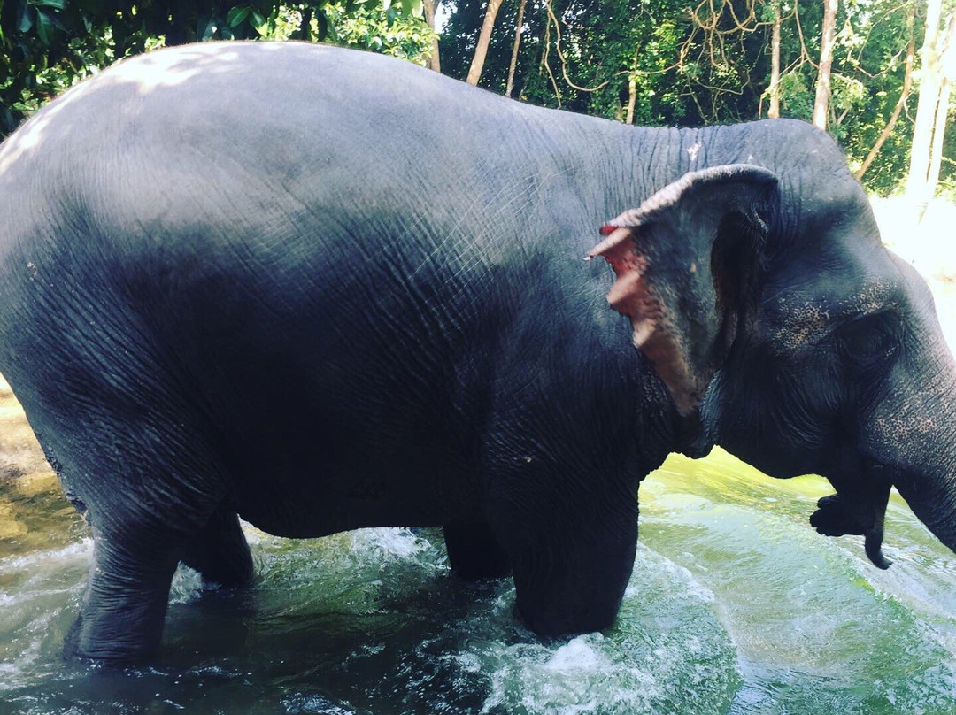 Tongdee Elephant Camp-Bang Muang必去景点
